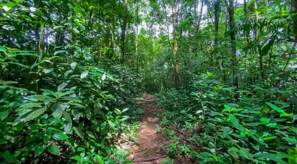 For Sale 24 Acre Land in Sarapiquí Costa Rica NJA871